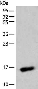 C15orf40 Antibody in Western Blot (WB)