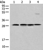 CA7 Antibody in Western Blot (WB)