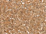CALML6 Antibody in Immunohistochemistry (Paraffin) (IHC (P))