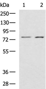 CAPN14 Antibody in Western Blot (WB)