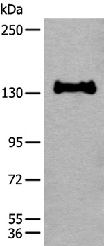 Calpain 15 Antibody in Western Blot (WB)