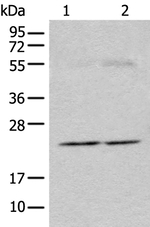 CAPS1 Antibody in Western Blot (WB)