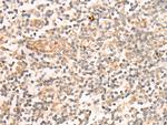CASS4 Polyclonal Antibody