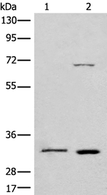 CCNB1IP1 Antibody in Western Blot (WB)
