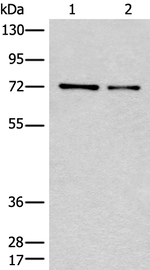 CCNK Antibody in Western Blot (WB)