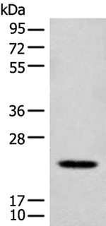 CD300e Polyclonal Antibody