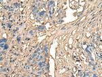 CELA1 Antibody in Immunohistochemistry (Paraffin) (IHC (P))