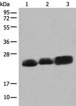CEND Antibody in Western Blot (WB)