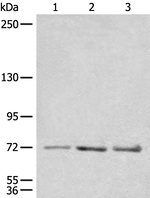CEP72 Antibody in Western Blot (WB)