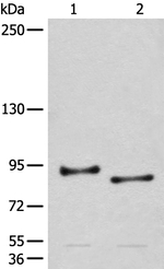 Chordin Antibody in Western Blot (WB)