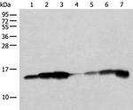 CISD1 Antibody in Western Blot (WB)