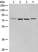 CLPTM1 Antibody in Western Blot (WB)