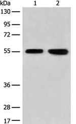 CNGA4 Polyclonal Antibody