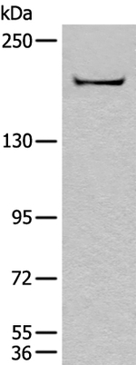 CNTNAP1 Antibody in Western Blot (WB)