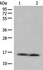 COX7A2L Antibody in Western Blot (WB)