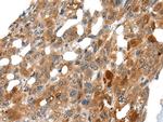 DNASE1L2 Antibody in Immunohistochemistry (Paraffin) (IHC (P))