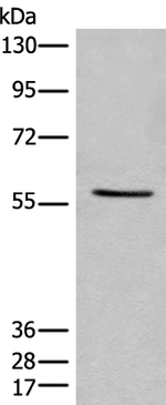 IFFO2 Antibody in Western Blot (WB)