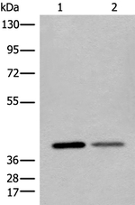 L1RE1 Antibody in Western Blot (WB)