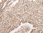 NDUFB11 Antibody in Immunohistochemistry (Paraffin) (IHC (P))