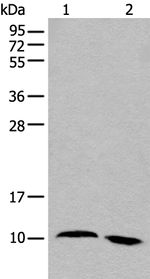 NREP Antibody in Western Blot (WB)