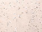 C1orf57 Antibody in Immunohistochemistry (Paraffin) (IHC (P))