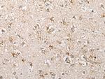 PCDHGB5 Antibody in Immunohistochemistry (Paraffin) (IHC (P))