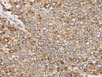 PCDHGB5 Polyclonal Antibody