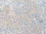 TMEM256 Antibody in Immunohistochemistry (Paraffin) (IHC (P))