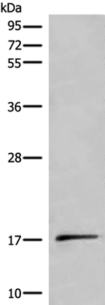 UCN3 Antibody in Western Blot (WB)