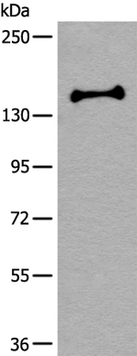 UTY Antibody in Western Blot (WB)