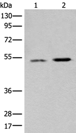 FENS1 Antibody in Western Blot (WB)