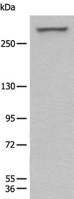 WDFY3 Antibody in Western Blot (WB)