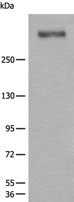 WDFY4 Antibody in Western Blot (WB)