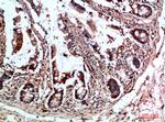 CYFIP2 Antibody in Immunohistochemistry (Paraffin) (IHC (P))