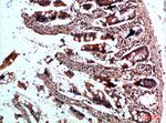 CYFIP2 Antibody in Immunohistochemistry (Paraffin) (IHC (P))