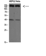CYFIP2 Antibody in Western Blot (WB)