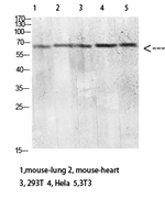 CD299 (DC-SIGN/L) Antibody in Western Blot (WB)