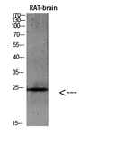 IL-19 Antibody in Western Blot (WB)