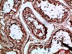 INSL3 Antibody in Immunohistochemistry (Paraffin) (IHC (P))