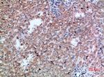 CD300b Antibody in Immunohistochemistry (Paraffin) (IHC (P))