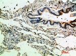 Thrombospondin 4 Antibody in Immunohistochemistry (Paraffin) (IHC (P))