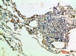 Thrombospondin 4 Polyclonal Antibody