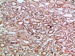 Tetranectin Polyclonal Antibody