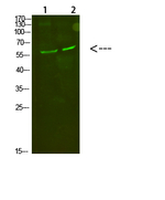 C8A Polyclonal Antibody