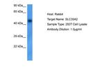 SLC35A2 Antibody in Western Blot (WB)