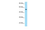 ZBTB37 Polyclonal Antibody