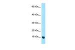 CMC4 Antibody in Western Blot (WB)