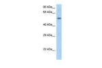 SNAPC1 Polyclonal Antibody