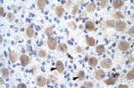 OR13C2/OR13C9 Antibody in Immunohistochemistry (Paraffin) (IHC (P))