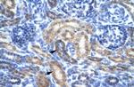 OR13C2/OR13C9 Polyclonal Antibody